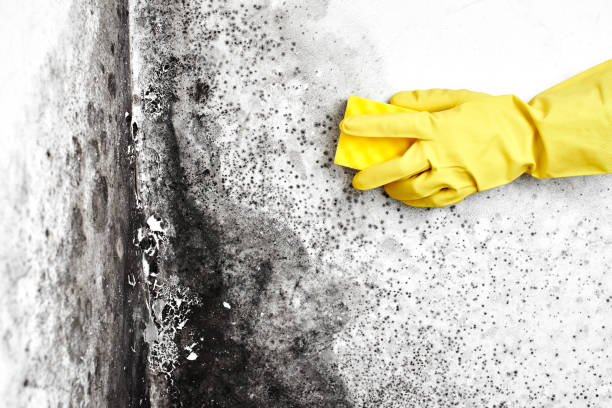 Best Crawl Space Mold Removal  in Colville, WA