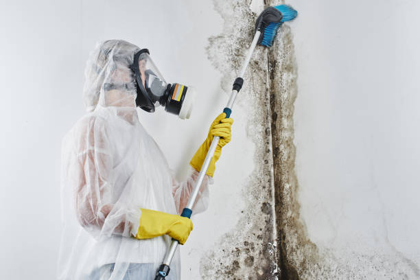 Best Mold Testing and Removal  in Colville, WA