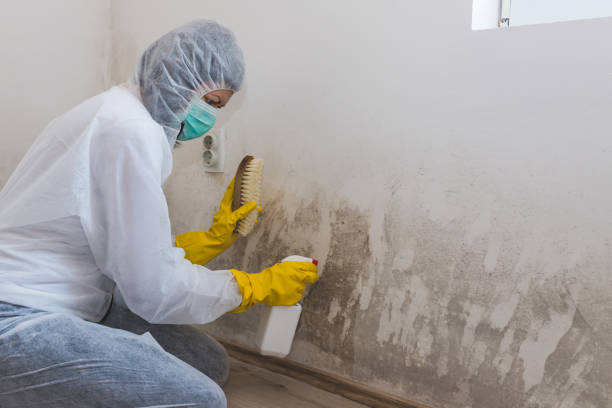 Best Local Mold Removal Service  in Colville, WA