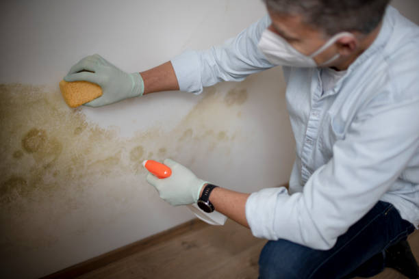 Best Mold Removal Company Near Me  in Colville, WA