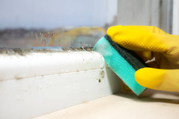 Best Black Mold Removal  in Colville, WA