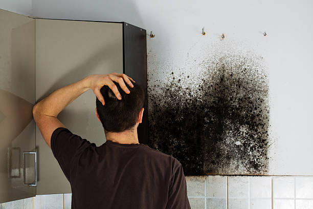 Best Best Mold Removal Companies  in Colville, WA