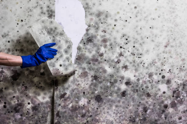 Mold Removal Process in Colville, WA