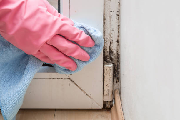 Best Affordable Mold Removal  in Colville, WA