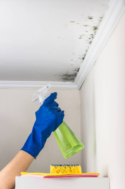 Mold Testing and Removal in Colville, WA